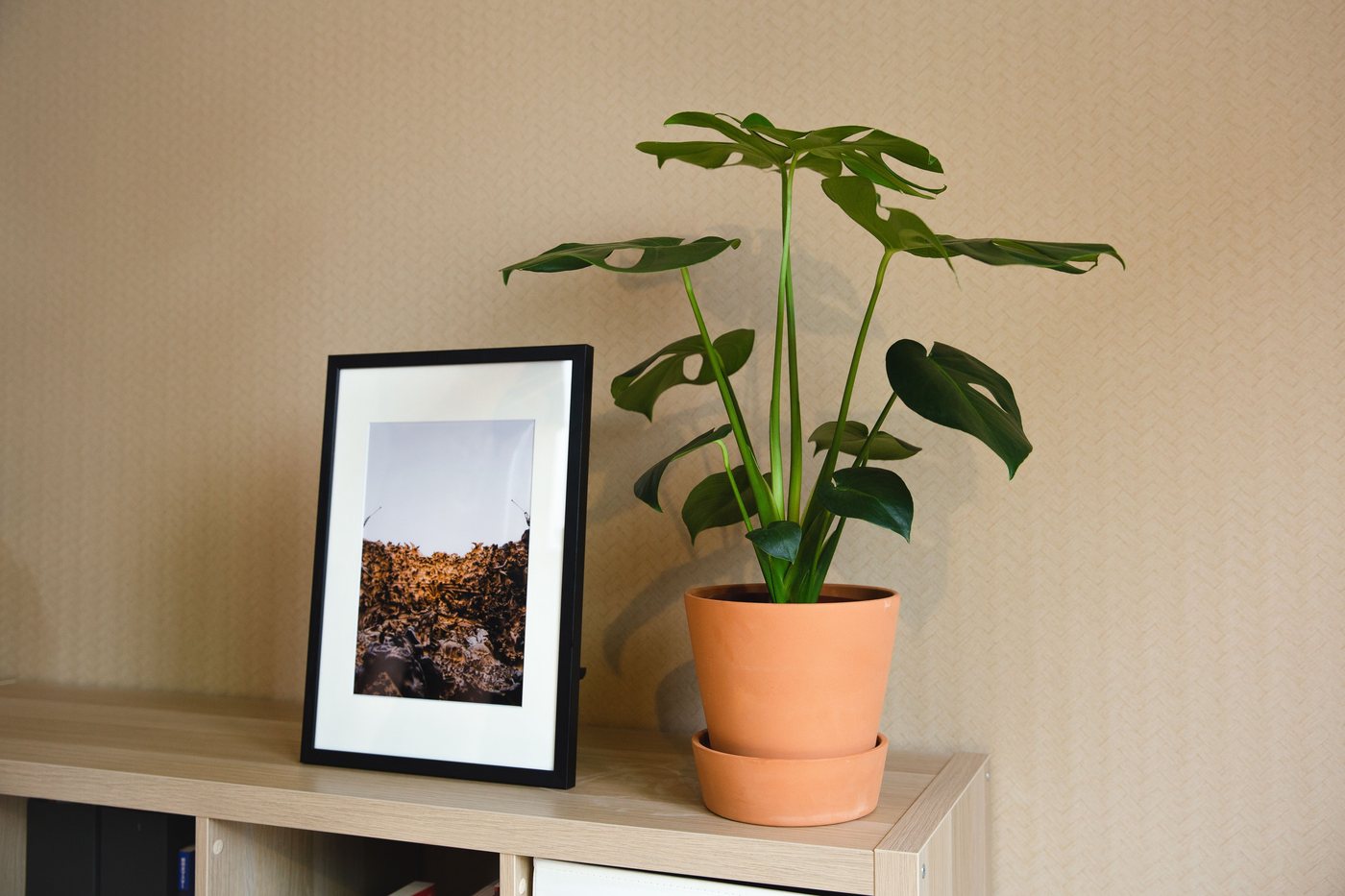 棚に置かれた写真立てと観葉植物